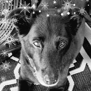 Meet your Posher, Joy